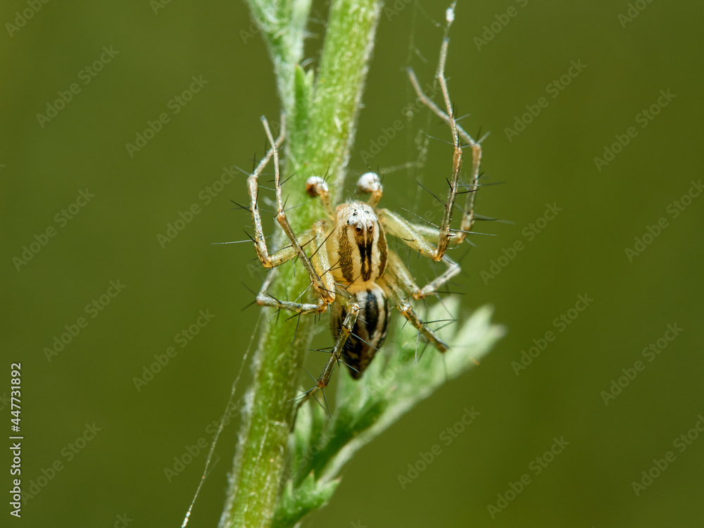 Fototapeta premium Lynx spider in a natural environment. Genus Oxyopes. 