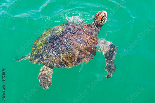 Sea       turtle pull its head out of the water