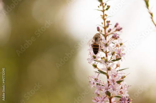 Bee collecting pollen on a flower