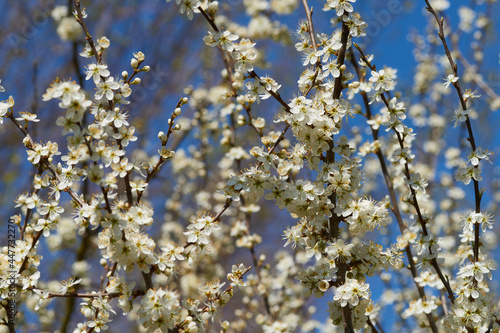Blühender Schlehdorn im Frühjahr  © Karin Jähne