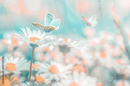 Beautiful daisy flower, butterfly on wild field close-up. Soft focus macro na...