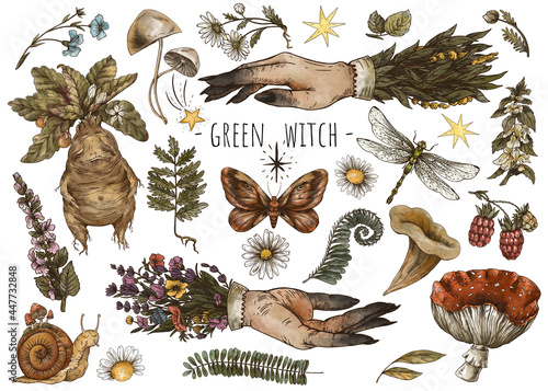 Vintage magic plants, witch hands, Witchcraft mystery, mandrake root, mushrooms, flowers, chamomile, amanita, fern leaves