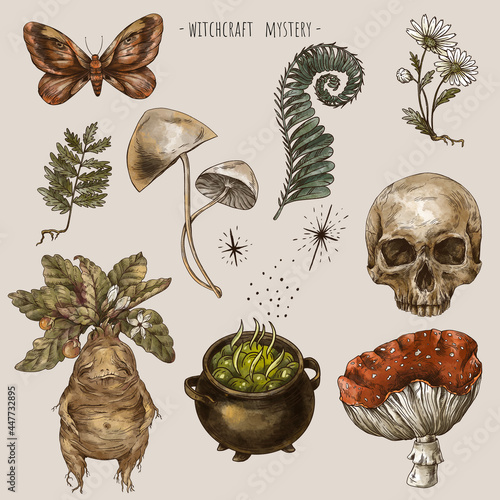 Watercolor set of magic plants, Witchcraft mystery sticker pack. Mandrake root photo