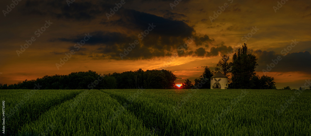 Fototapeta premium Amazing sunset and sunrise over the windmill and over the grain field.