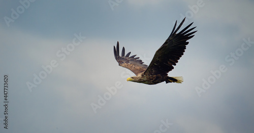 Adult and very nice White-tailed eagle in flight. © Jiří Fejkl
