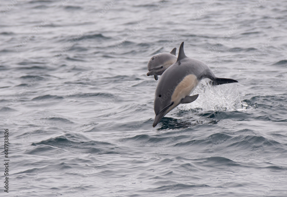 Fototapeta premium Common Dolphin Mother And Baby Jumping