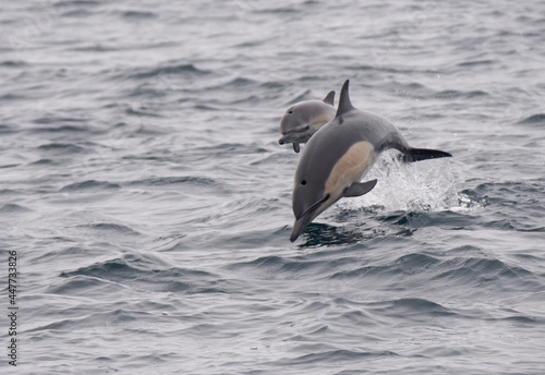 Common Dolphin Mother And Baby Jumping