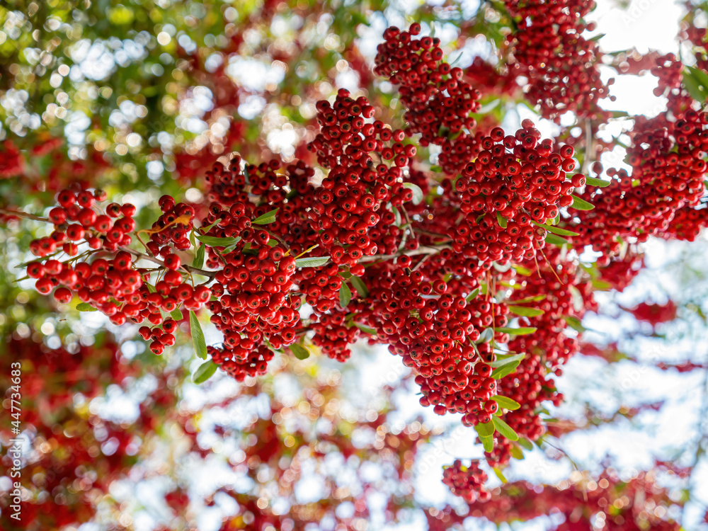 Close up shot many mature Pyracantha in Wuling Farm