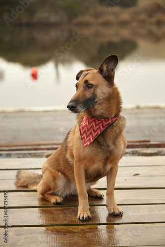 Mixed breed  brown adult dog sitting on a dock.