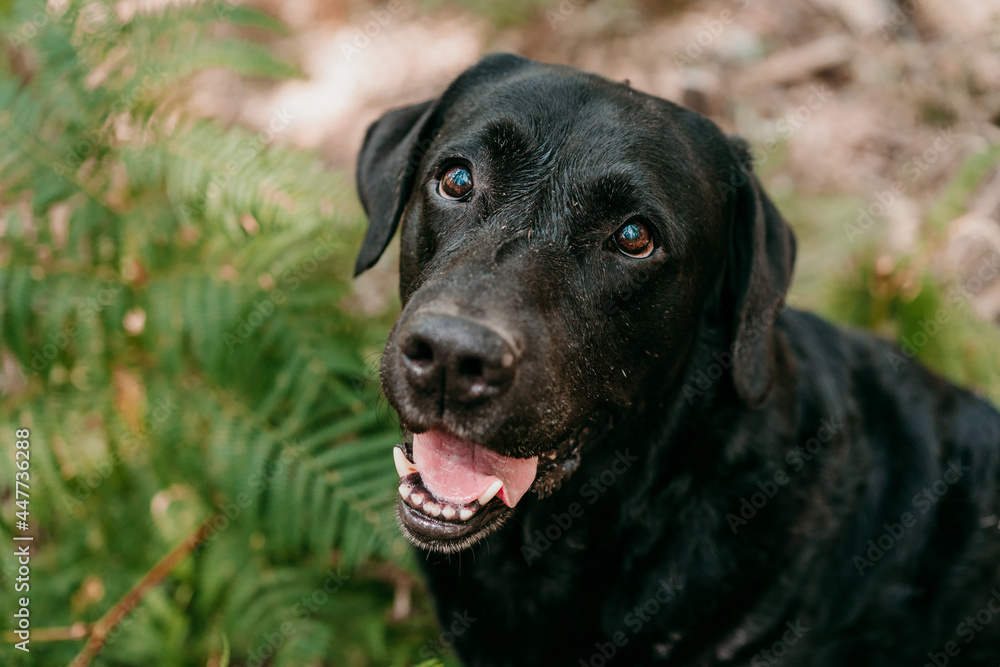 top view of beautiful black labrador dog sitting in forest among fern green leaves. Nature and pets top view of beautiful black labrador dog sitting in forest among fern green leaves. Nature and pets