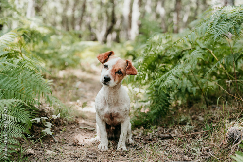 cute jack russell dog sitting in forest among fern green leaves. Nature and pets