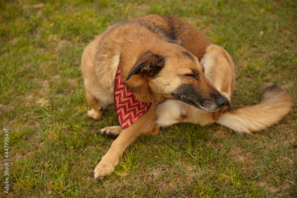 Brown mixed breed dog scratching her face with a red bandana on grass.