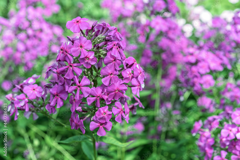 Blooming purple phlox paniculata in the summer garden.