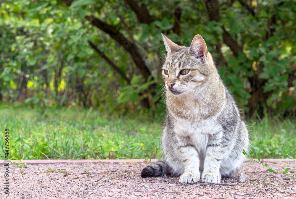 Gray tabby pussycat sits on a garden path against the backdrop of a summer garden.