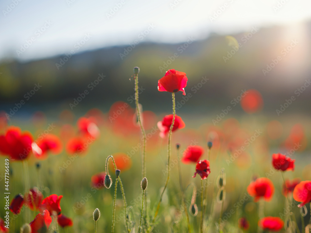 Fototapeta premium Poppy meadow in the light of the setting sun