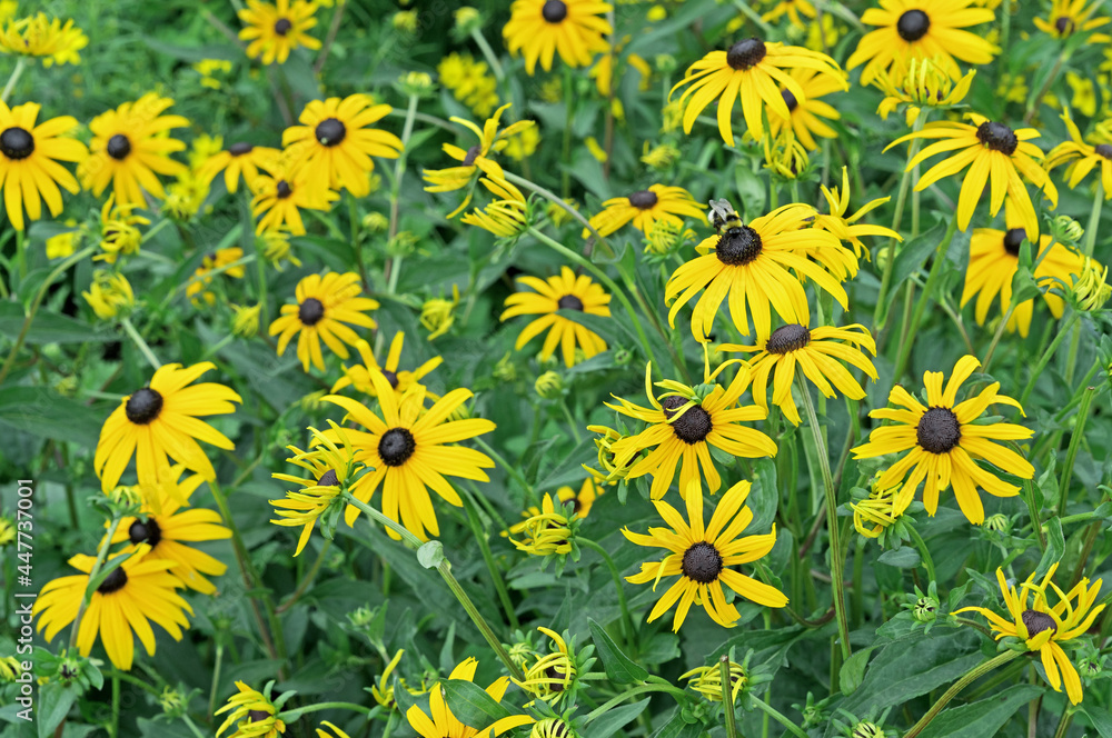 Yellow echinacea or rudbeckia on a green background.