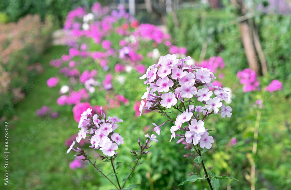 Obraz premium Blooming white phlox with a pink core in the summer garden.