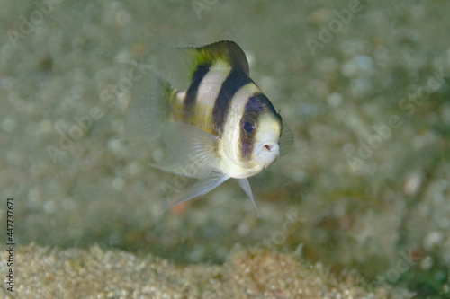 Amblypomacentrus breviceps fish near sea bottom photo