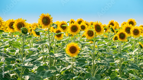 Bright yellow sunflower flower in a field against a blue sky