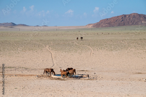 View of a herd of horses drinking water from a fountain in Namibian desert, Namibia. photo