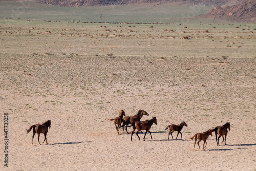 View of a herd of horses drinking water from a fountain in Namibian desert, Namibia.