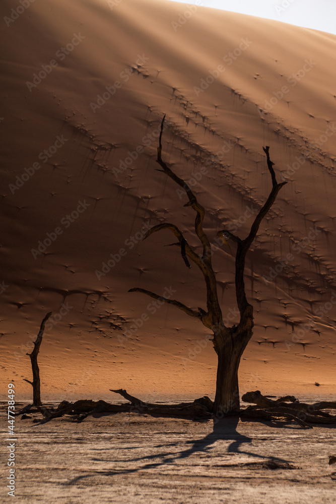 View of the iconic desert in Namibia, view of Deadvlei salt pan trees in Sesreim Soussuvlei Namib-Naukluft National Park, Namibia. View of the iconic desert in Namibia, view of Deadvlei salt pan trees in Sesreim Soussuvlei Namib-Naukluft National Park, Namibia.