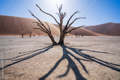 View of the iconic desert in Namibia, view of Deadvlei salt pan trees in Sesreim Soussuvlei Namib-Naukluft National Park, Namibia. photo