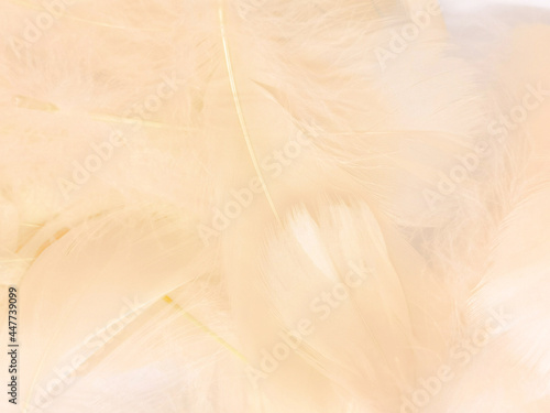 Beautiful abstract white and brown feathers on white background and soft yellow feather texture on white pattern and yellow background, feather background, gold feathers banners, brown texture © Weerayuth