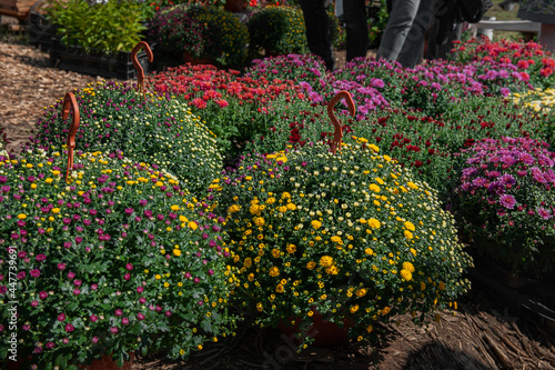 Full-frame view of various chrysanthemums. Flowers and buds of chrysanthemums of different varieties and colors are presented in the garden