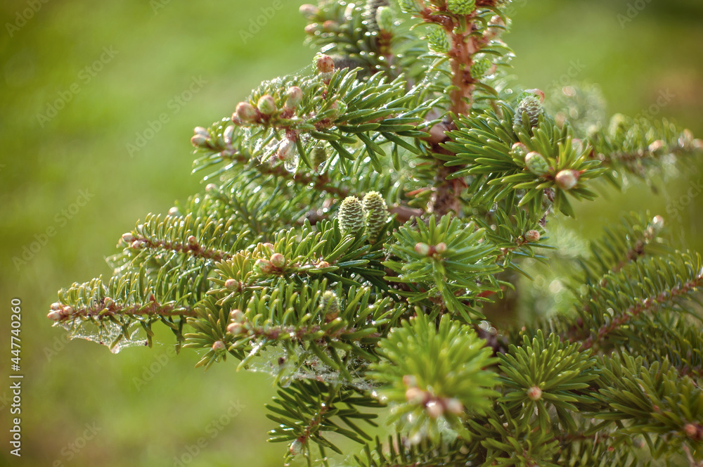 green cedar cones. Close-up of green unripe cedar cones. A plant-like natural background, copy space green cedar cones. Close-up of green unripe cedar cones. A plant-like natural background, copy space