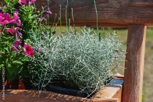 A silvery Leucophyta bush with a petunia in a pot decorates the street. Leucophyta brownii is a hardy Australian shrub with silver-gray foliage in spring and summer, also known as the Dwarf Shrub photo