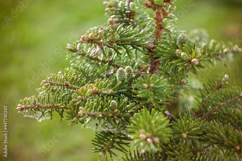 green cedar cones. Close-up of green unripe cedar cones. A plant-like natural background  copy space