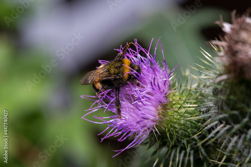 Hummel bei der Arbeit