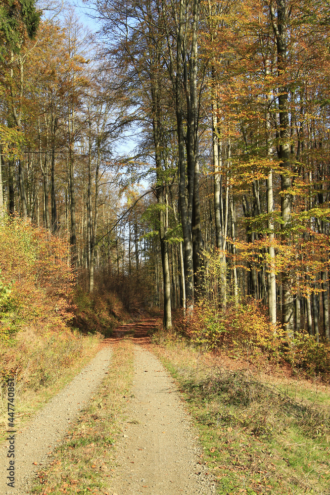 Obraz premium Buntes Herbstlaub in den Bergen Thueringens. Thueringen, Deutschland, Europa -- Colorful autumn leaves in the mountains of thueringia. Thueringia, Germany, Europe