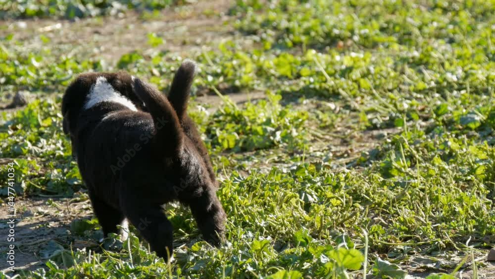 Cute little black puppies are playing in the green grass. Cute little black puppies are playing in the green grass.
