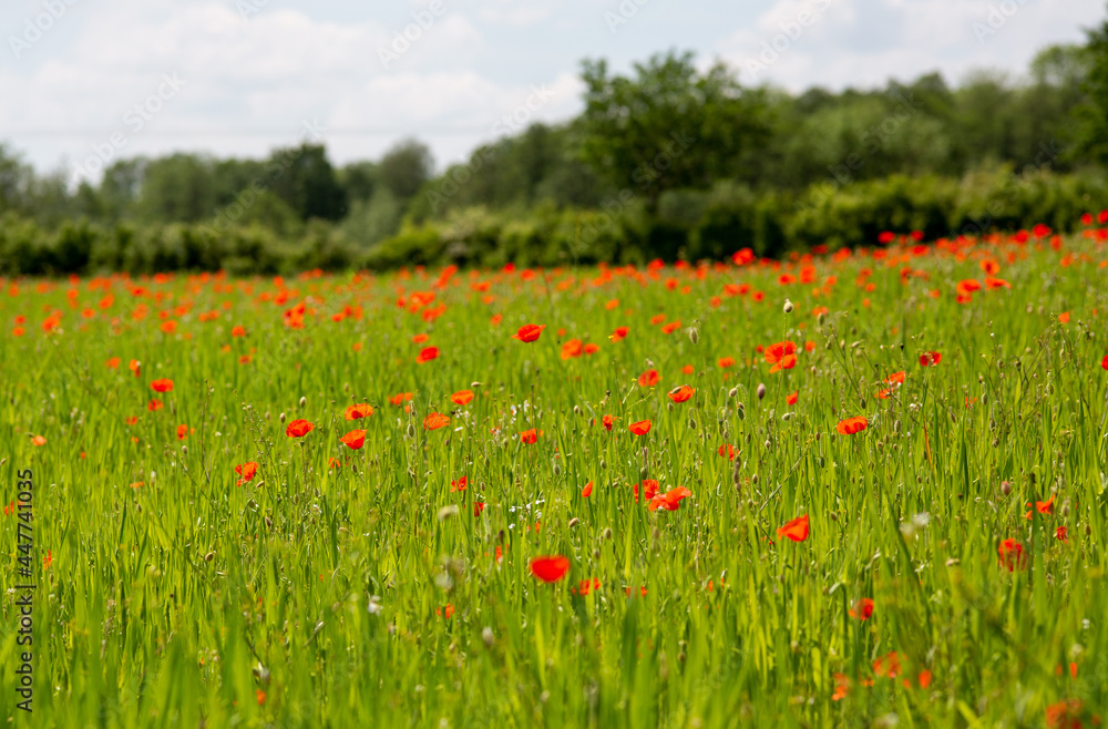 Field of red poppies in bloom in a summer day