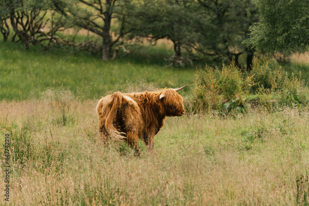 Scottish highlander or Highland cow cattle (Bos taurus taurus) enjoying a sunny day in the nature in Scotland