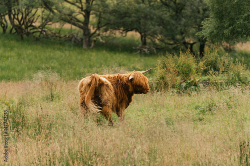 Obraz na płótnie Scottish highlander or Highland cow cattle (Bos taurus taurus) enjoying a sunny day in the nature in Scotland w salonie