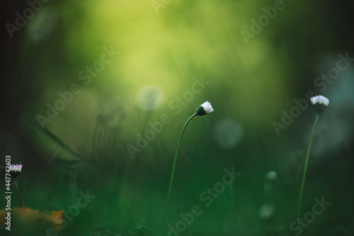 Beautiful green nature background with grass and small flowers. Nice lighting on background, beautiful bokeh. © Jan Rozehnal