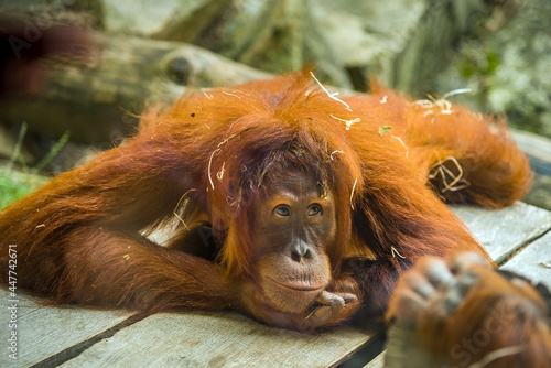 Cute orangutan close up detailed face,  in ZOO Prague, Czech Republic.