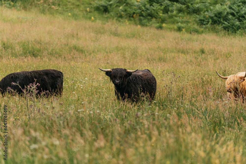 Scottish highlander or Highland cow cattle (Bos taurus taurus) enjoying a sunny day in the nature in Scotland