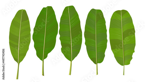 Banana leaf vector isolated on white background. leaves illustration