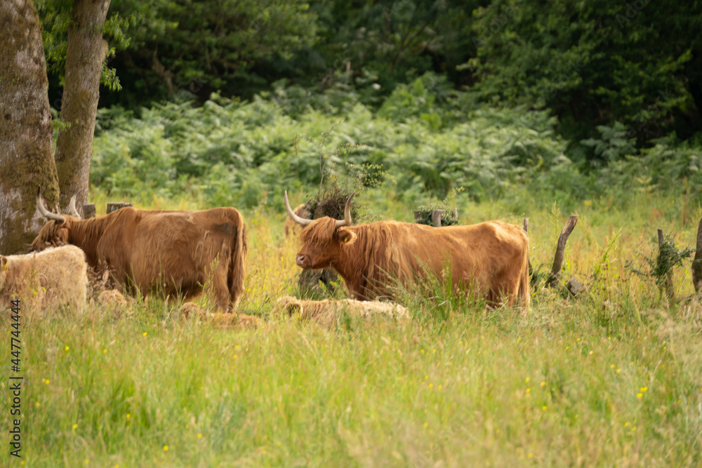 Scottish highlander or Highland cow cattle (Bos taurus taurus) enjoying a sunny day in the nature in Scotland