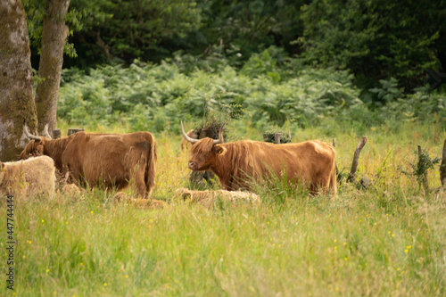 Obraz na płótnie Scottish highlander or Highland cow cattle (Bos taurus taurus) enjoying a sunny day in the nature in Scotland w salonie