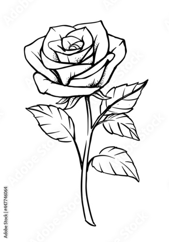 Rose vector Isolated on white background. 