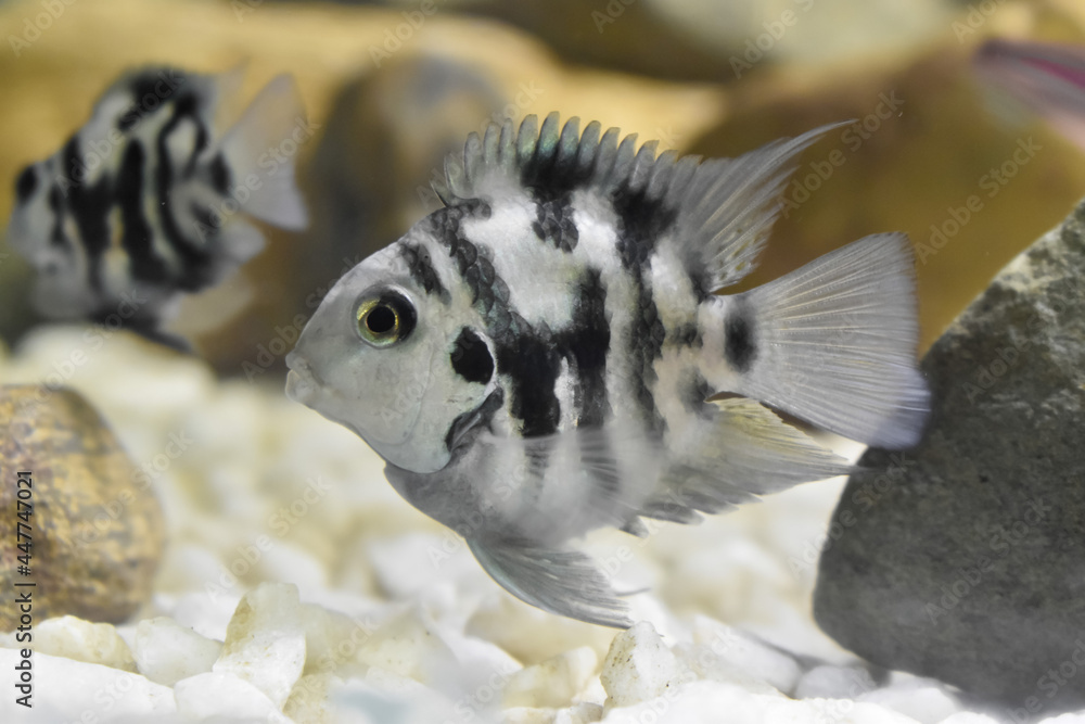 Fotografia Male polar parrot cichlid. Small aquarium fish Zay Nyi Nyi su EuroPosters