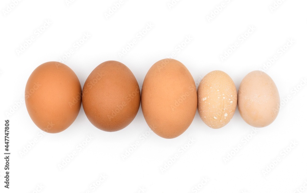 Comparing standard chicken eggs and bantam eggs. Comparing standard chicken eggs and bantam eggs.