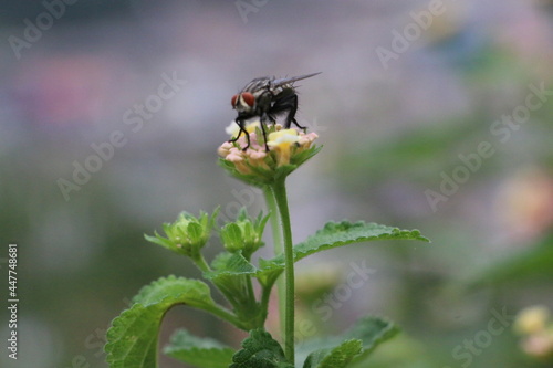 Fly Collecting Food From Flowers 