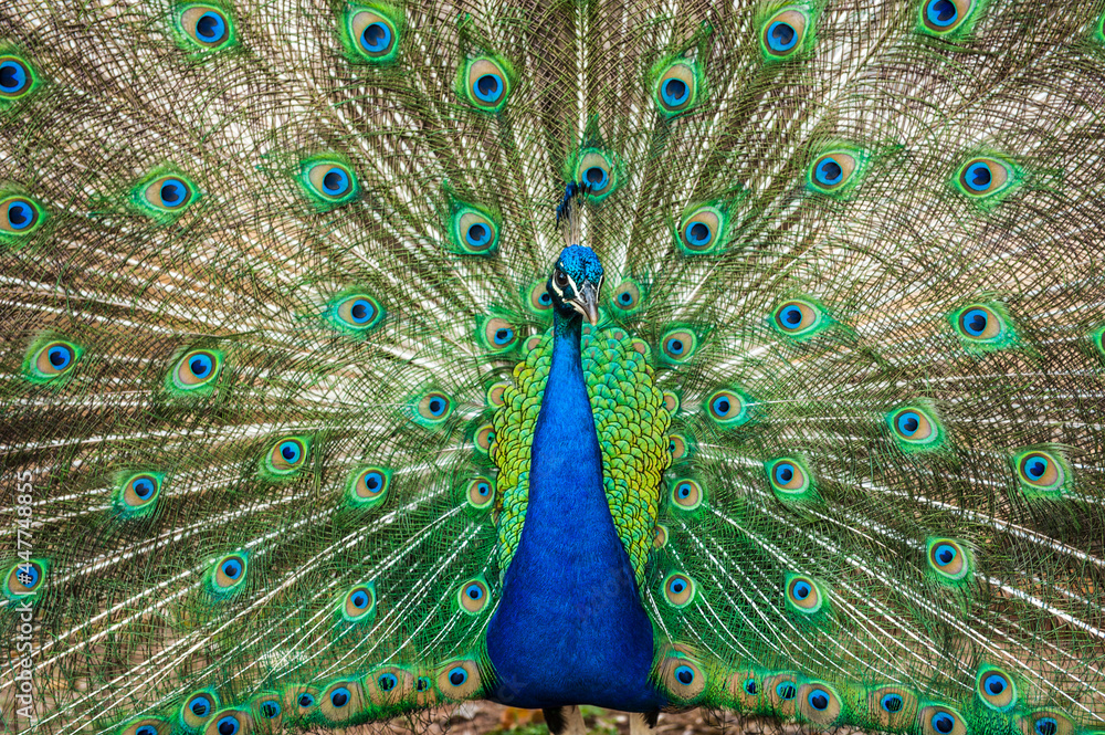 Naklejka premium Peacocking in Castro, Brazil