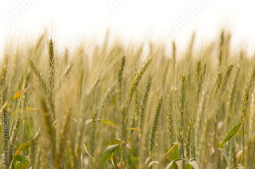 Wheat field in Tibagi, Brazil. © LPPhoto